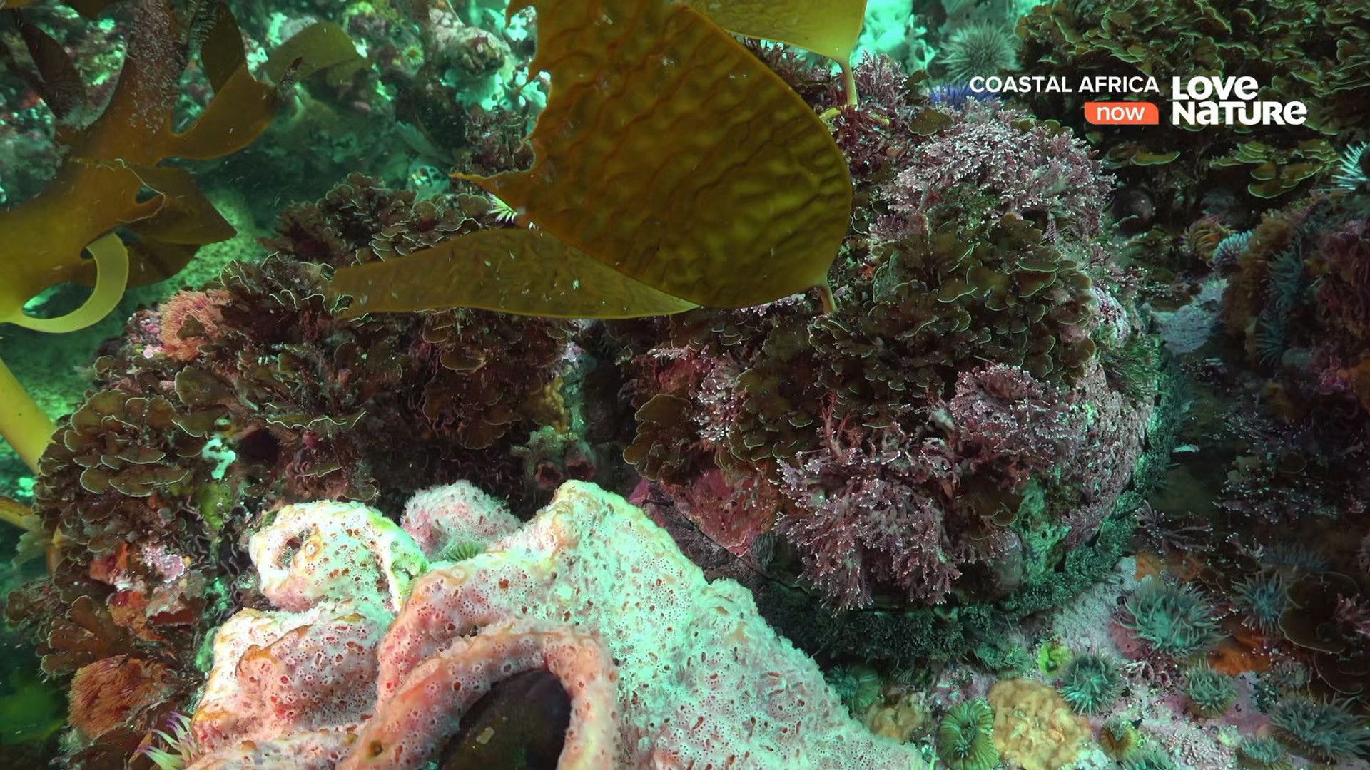 Coastal Africa background