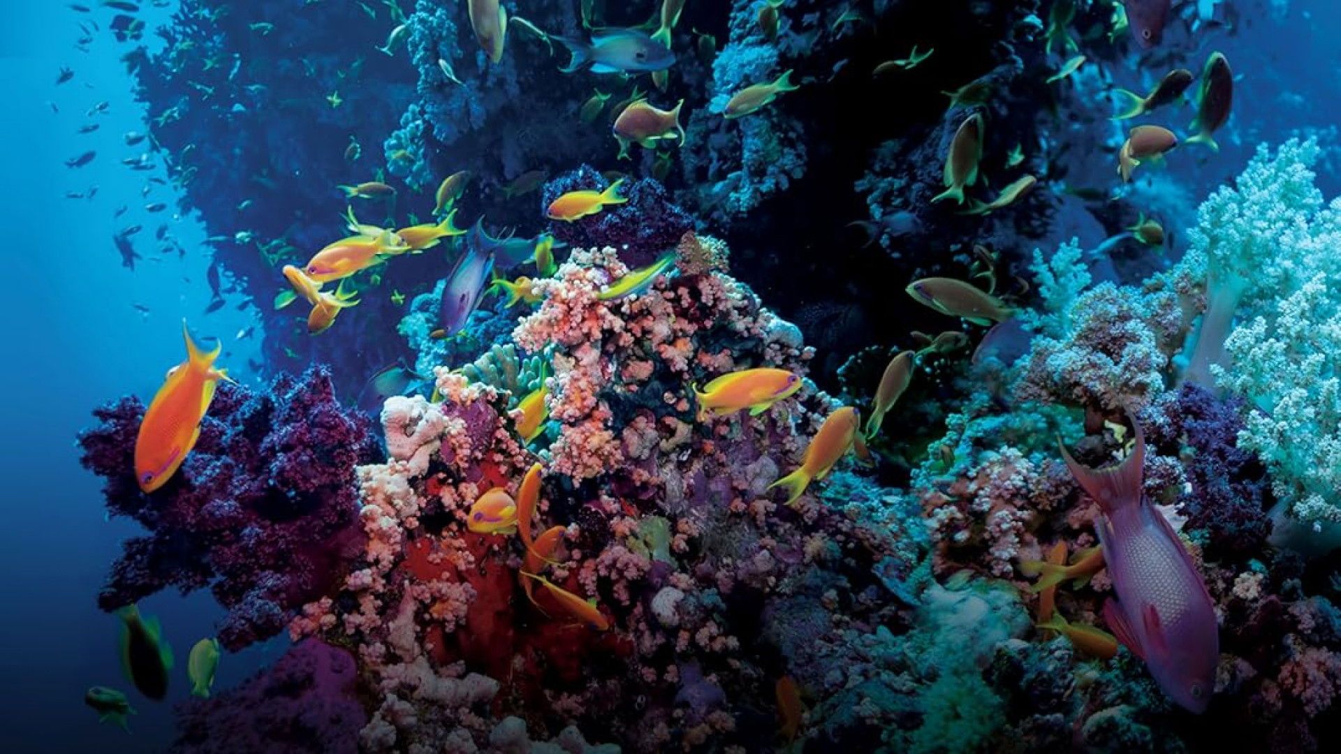 Ocean Parks background