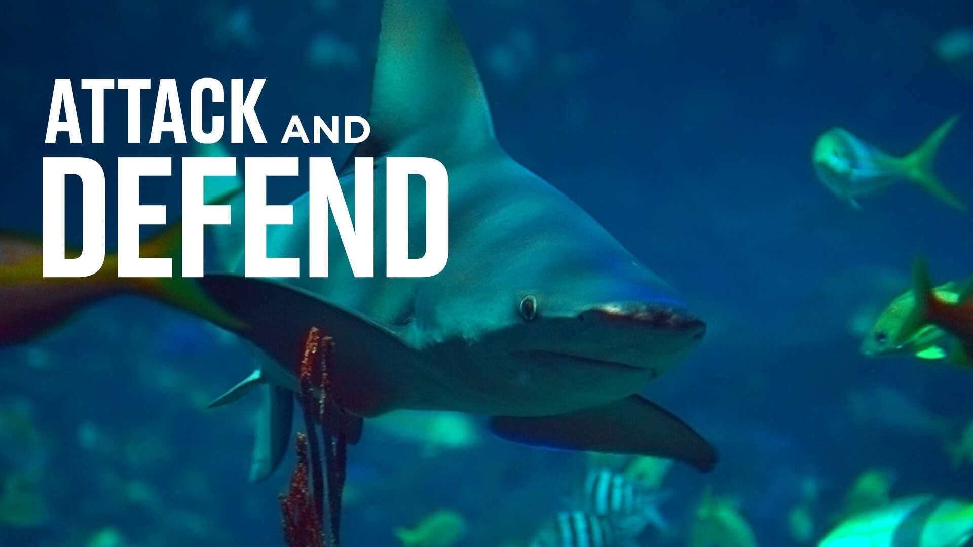 Attack and Defend background