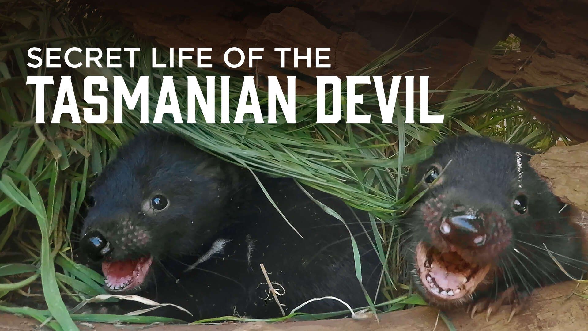 Secret Life of the Tasmanian Devil background