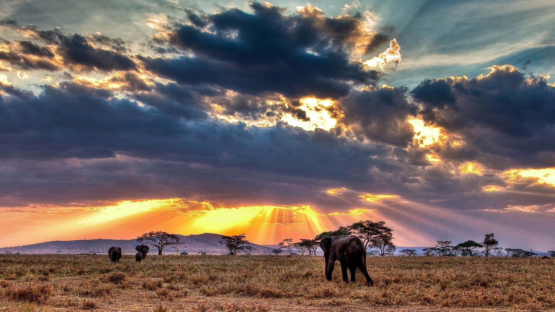 Nomads of the Serengeti background
