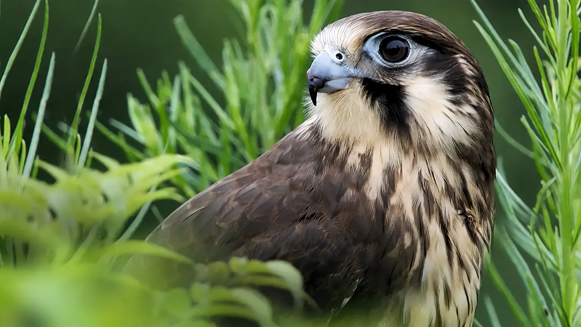 Wild Birds of Australia background