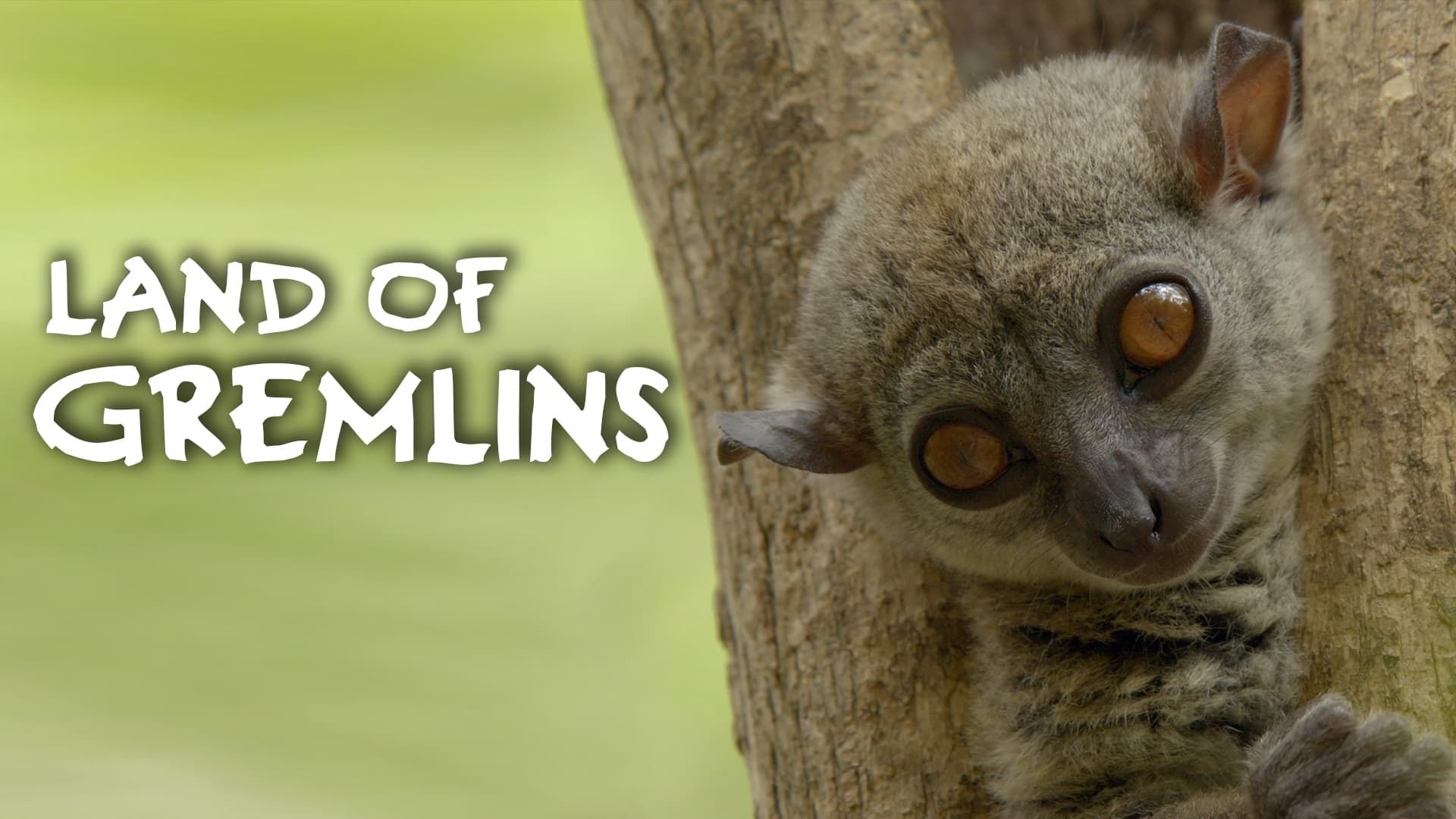 Land of Gremlins background