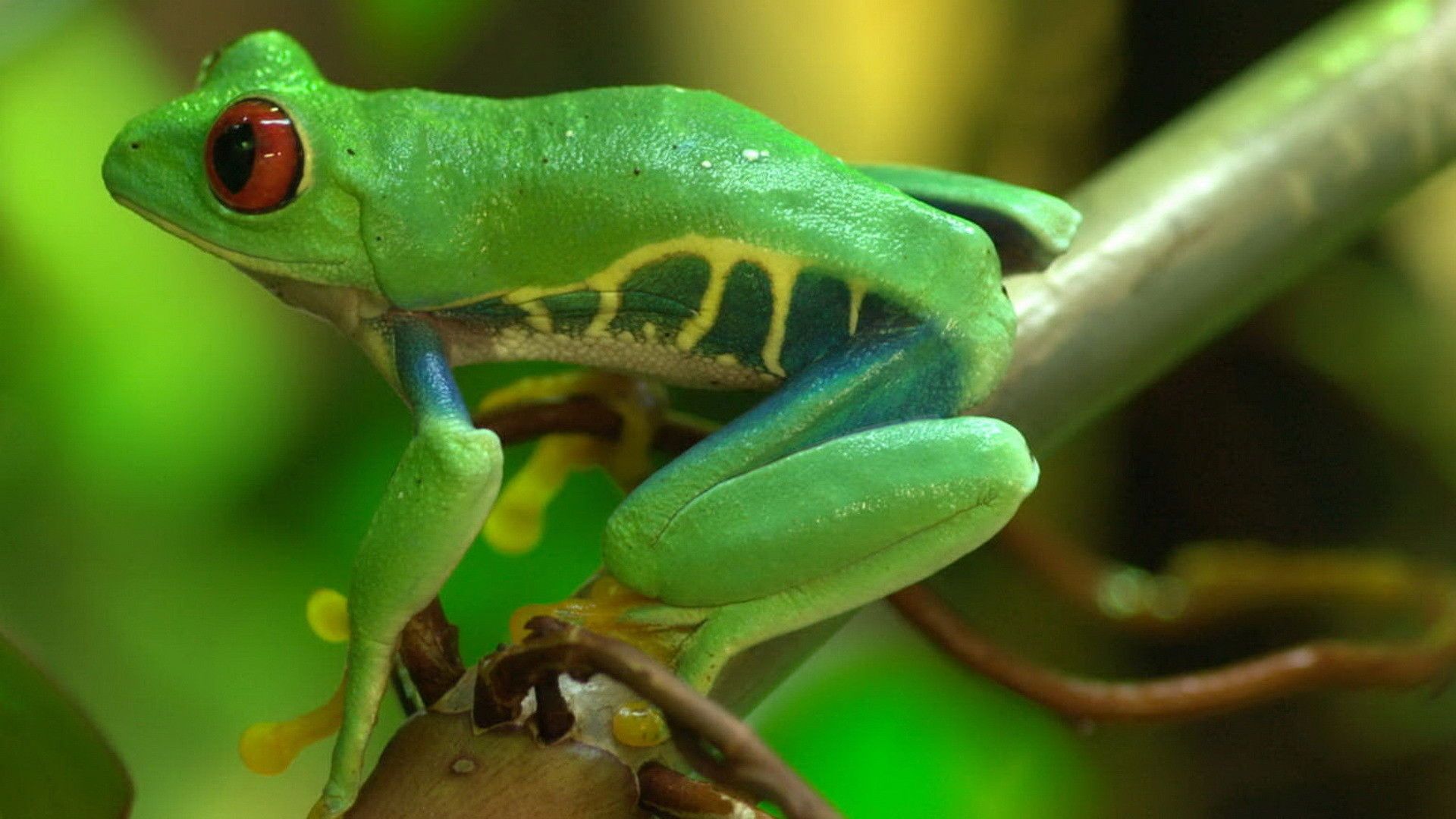 Mysteries of Evolution background