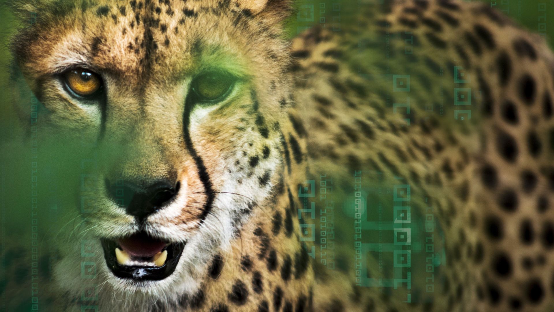 Hacking the Wild background