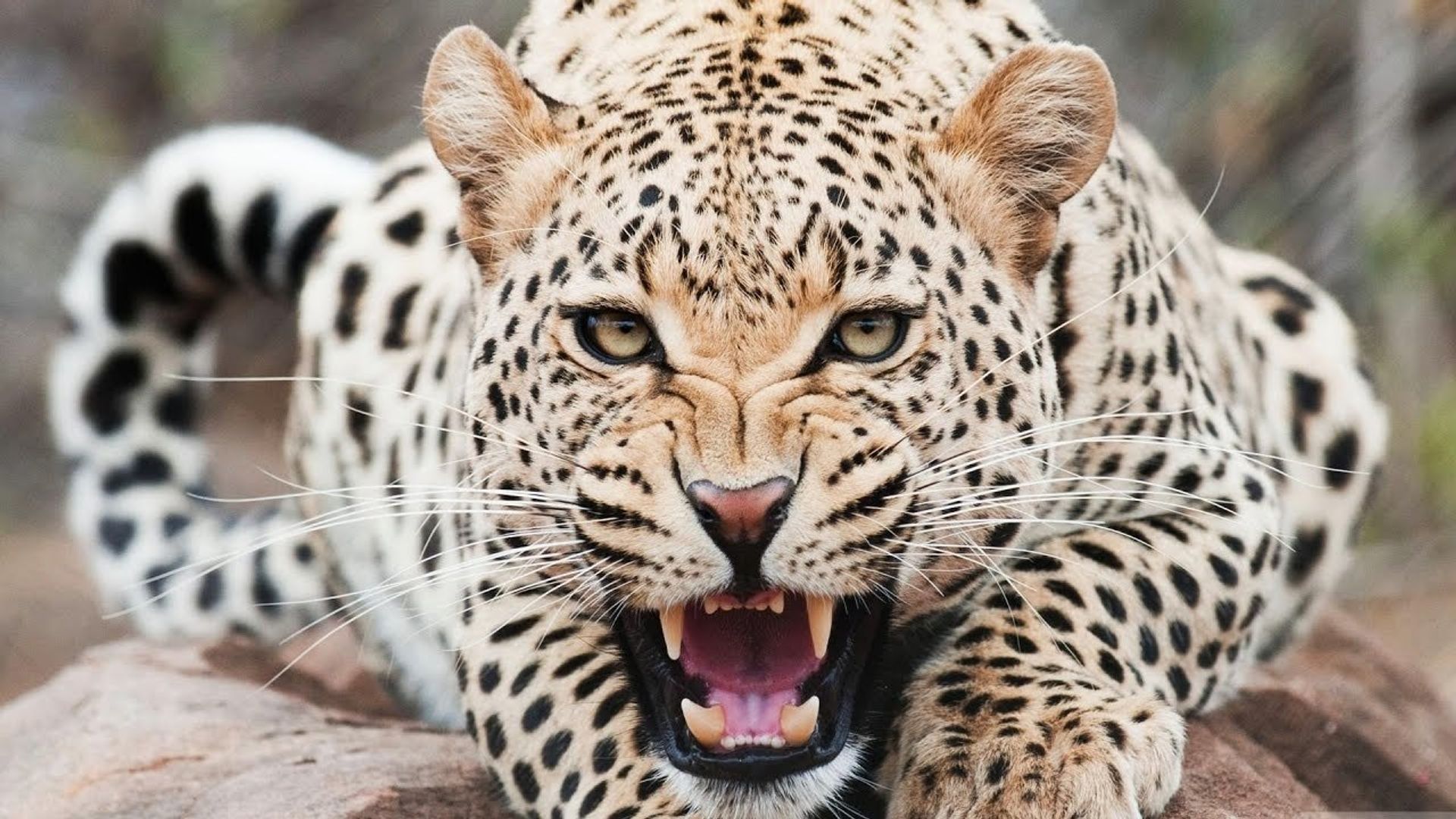 Animal Armory background