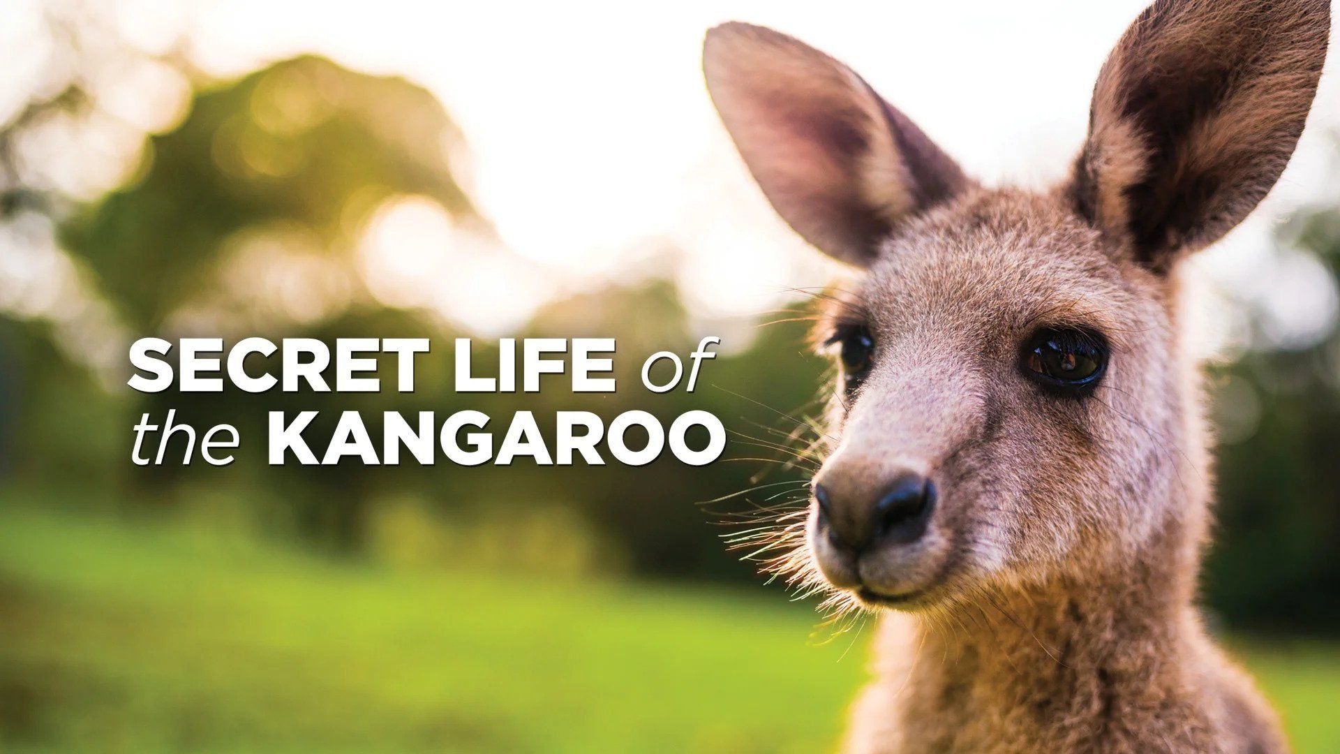 Secret Life of the Kangaroo background