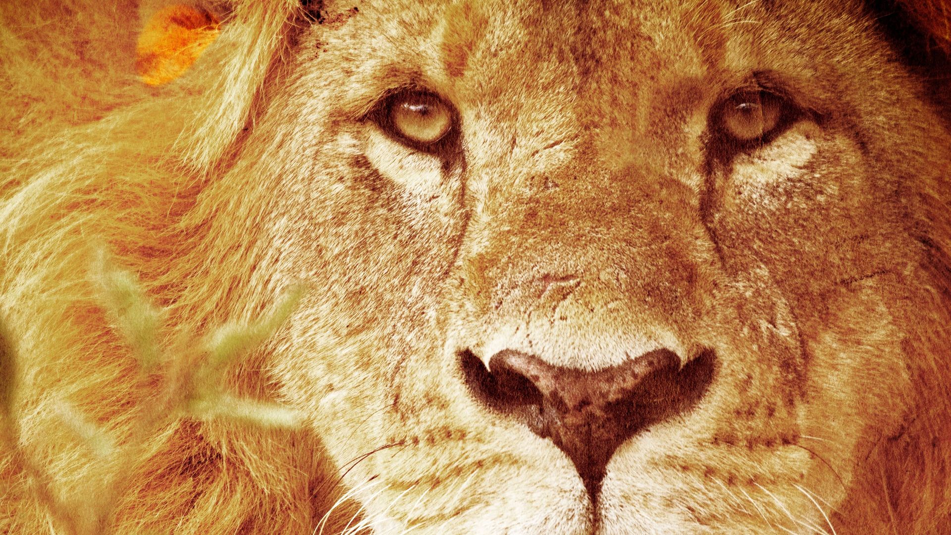 Predators Up Close with Joel Lambert background