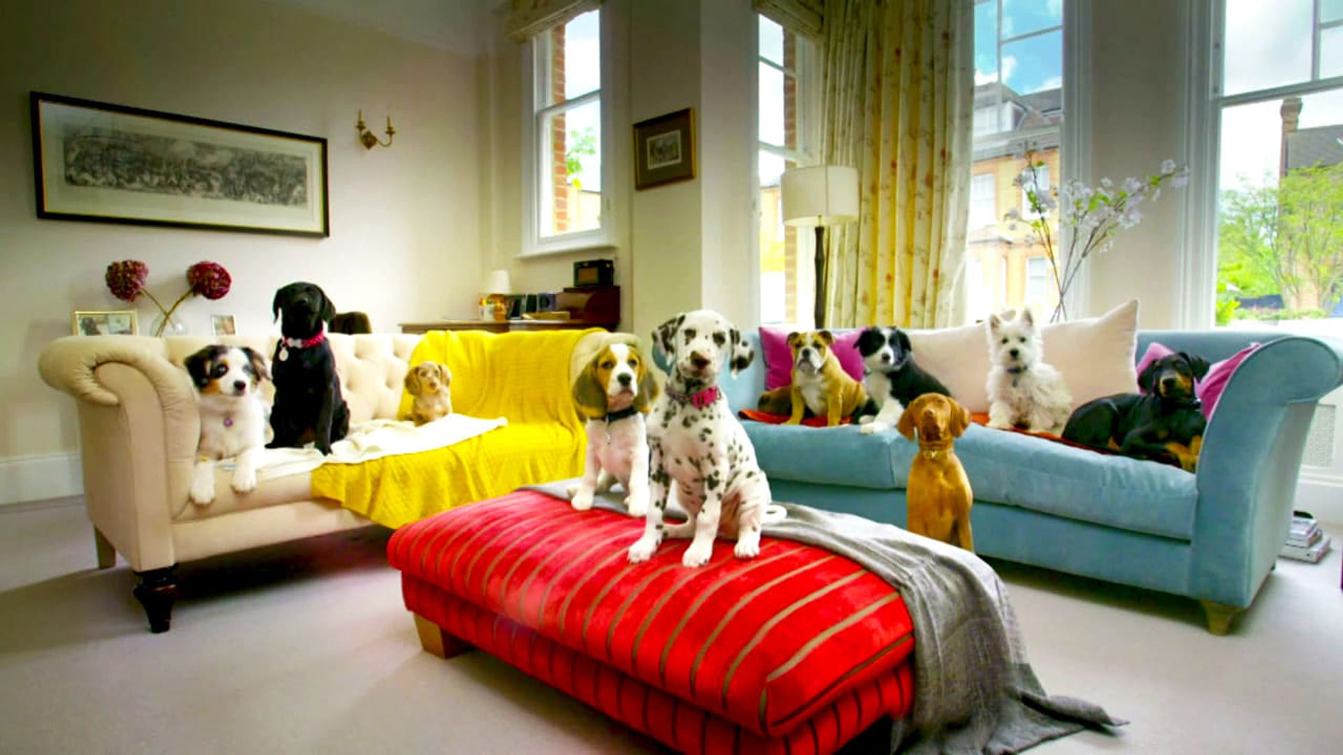 10 Puppies and Us background