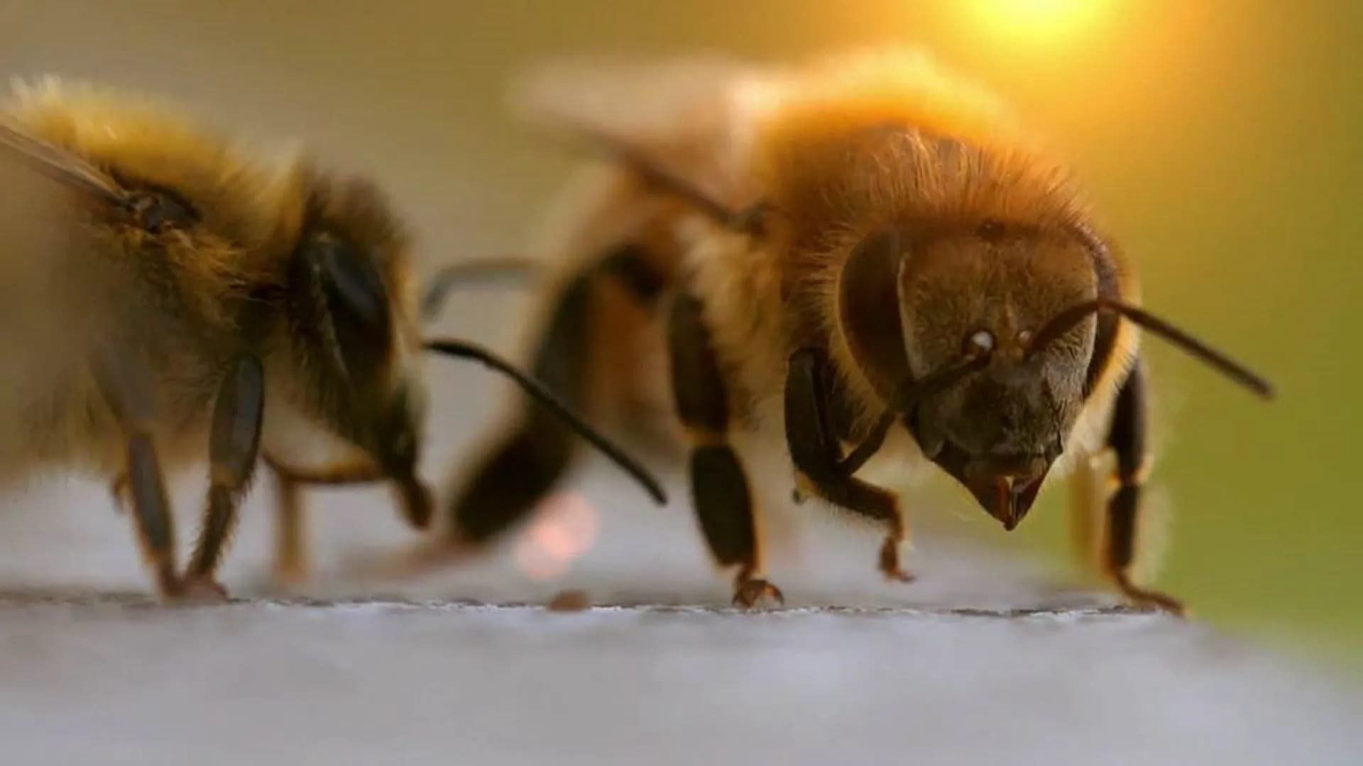 Charlie Bee Company background