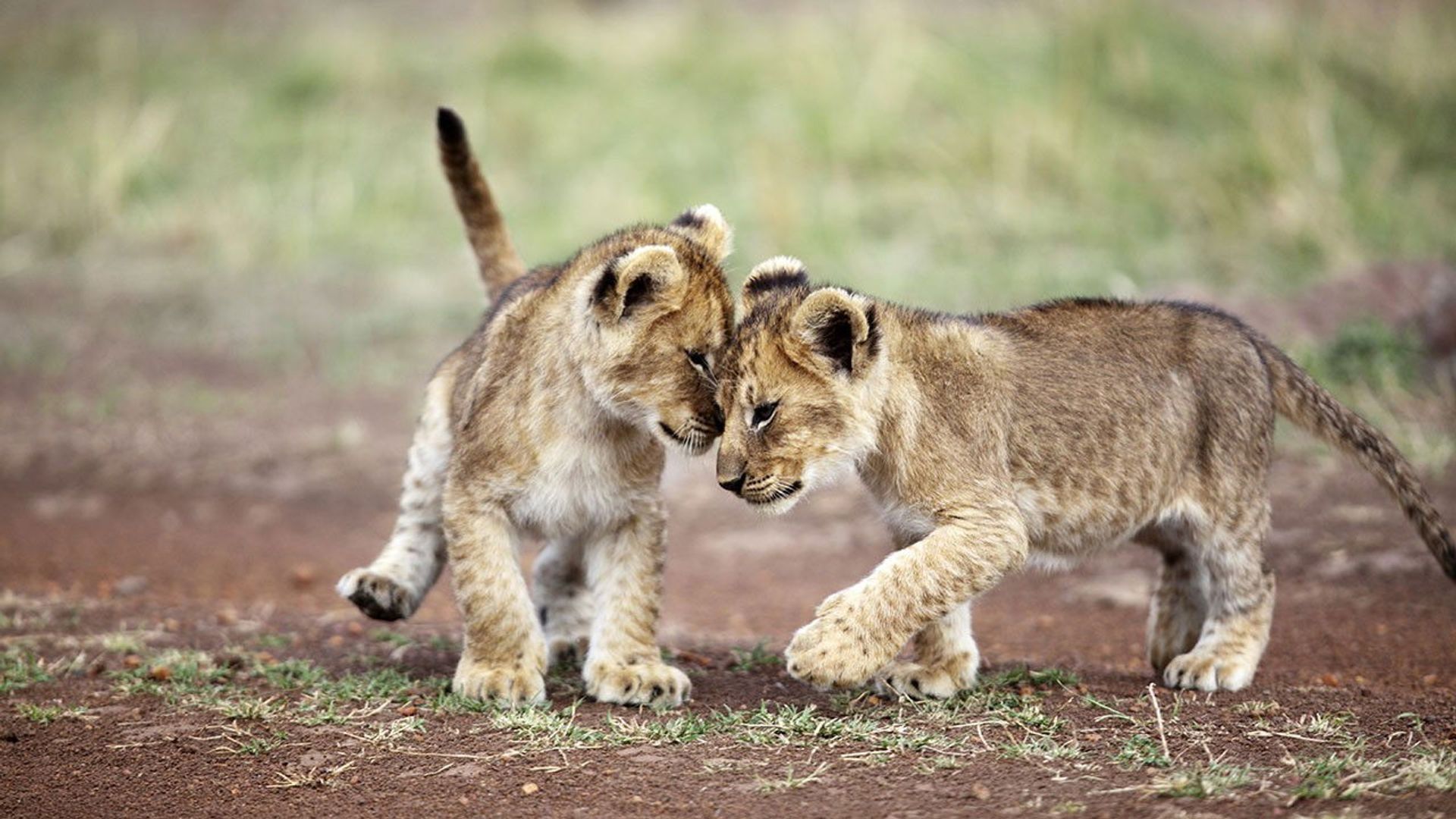 Extreme Animal Babies background