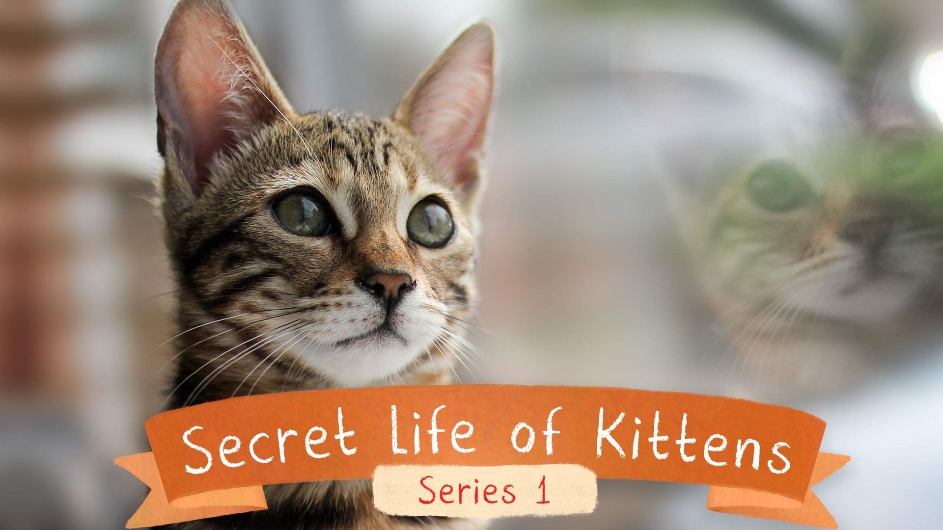 The Secret Life of Kittens background