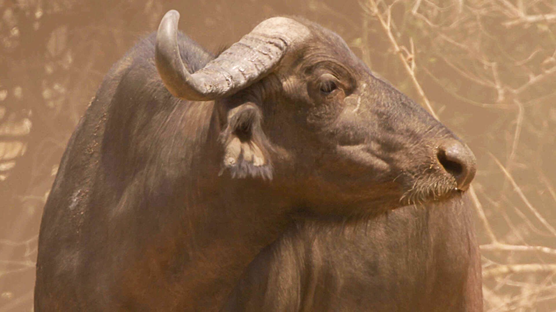 The Big Dry background