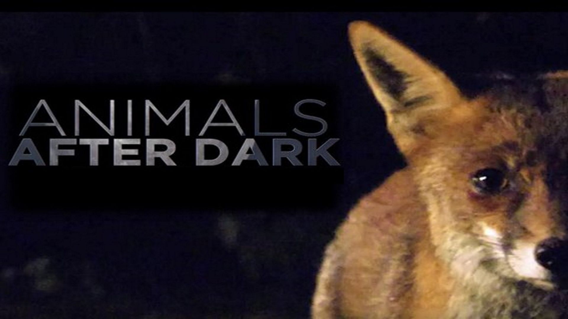 Animals After Dark background