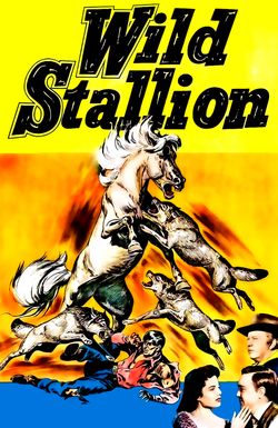 Wild Stallion