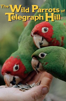 The Wild Parrots of Telegraph Hill