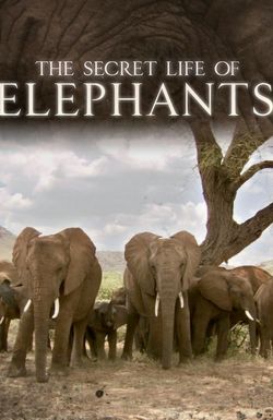 The Secret Life of Elephants