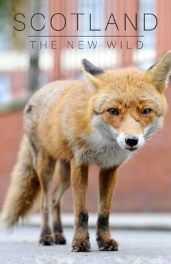 Scotland: The New Wild