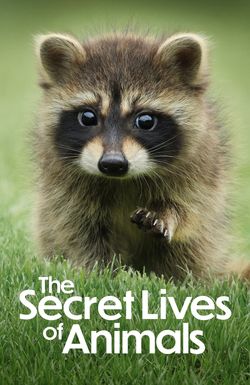 The Secret Lives of Animals