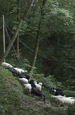 The New Wild: Life in the Abandoned Lands