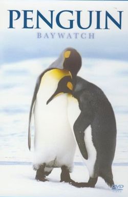 Penguin Baywatch Antarctica