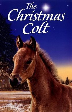The Christmas Colt