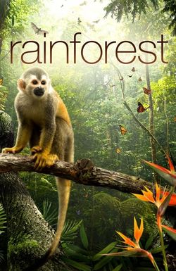 The Secret Life of the Rainforest