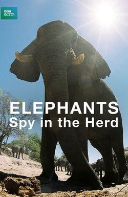 Elephants: Spy in the Herd