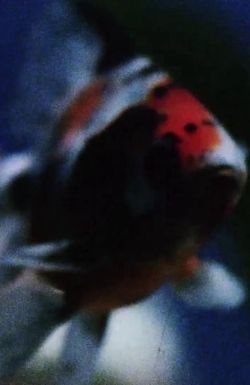 A Man Whose Life Was Full of Woe Has Been Surprised by Joy