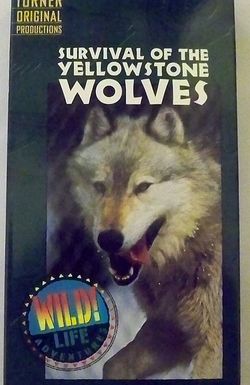 Survival of the Yellowstone Wolves
