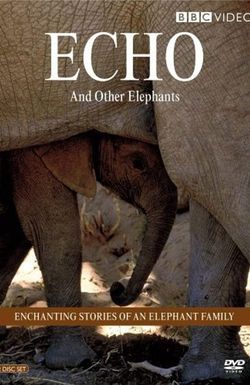 Echo of the Elephants