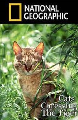 Cats: Caressing the Tiger