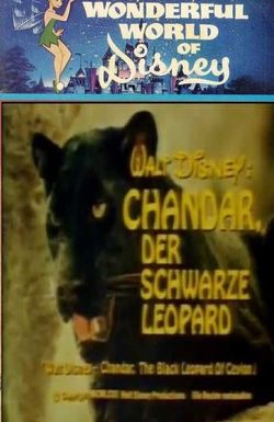 Chandar, the Black Leopard of Ceylon