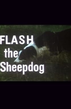 Flash the Sheepdog