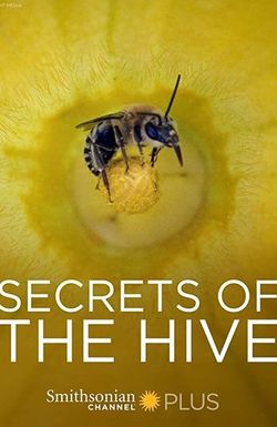 Secrets of the Hive