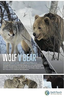 Wolf vs Bear