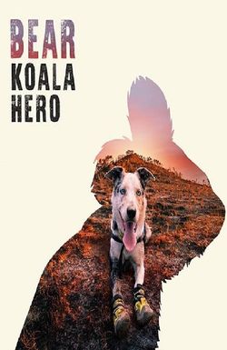 Bear - Koala Hero