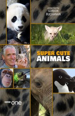 Super Cute Animals