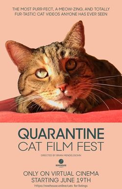 Quarantine Cat Film Fest