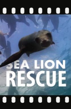 Sea Lion Rescue