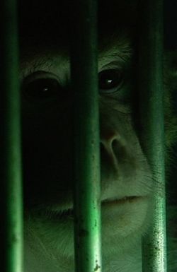 Monkeys, Rats and Me: Animal Testing