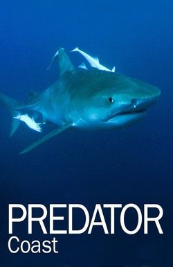 Predator Coast