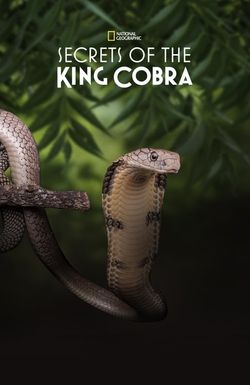 Secrets of the King Cobra