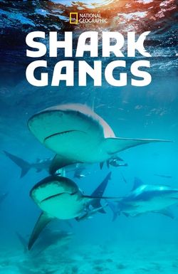 Shark Gangs
