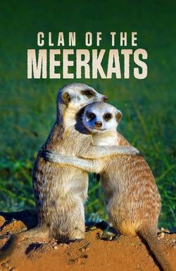 Clan of the Meerkat