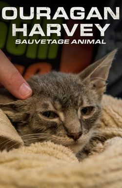 Surviving Harvey: Animals After the Storm