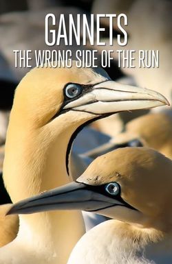 Gannets: The Wrong Side of the Run