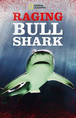 Raging Bull Shark
