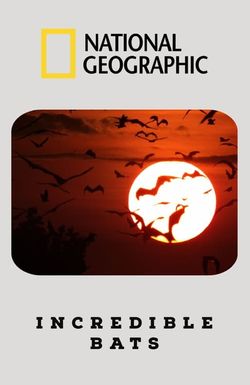Incredible Bats