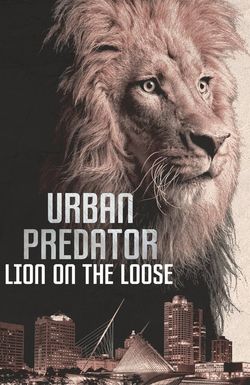 Urban Predator: Lion on the Loose
